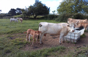 ep vacas en trapagaran bizkaia