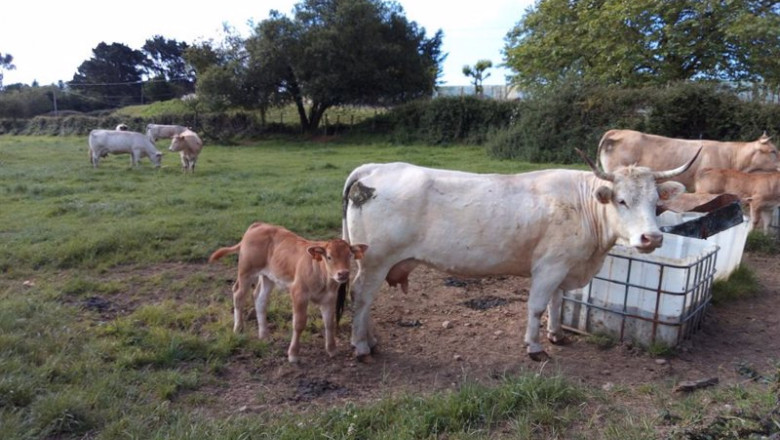 ep vacas en trapagaran bizkaia ep vacas en trapagaran bizkaia