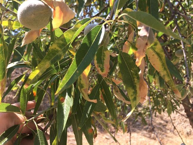 ep xylella fastidiosa