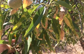 ep xylella fastidiosa