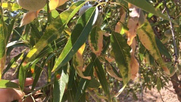 ep xylella fastidiosa