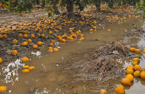 ep archivo   explotaciones agrarias afectas por la riada
