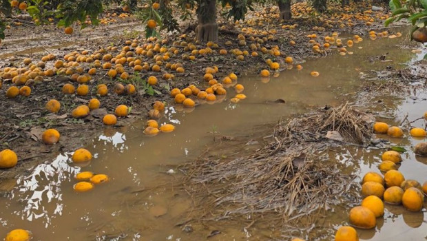 ep archivo   explotaciones agrarias afectas por la riada