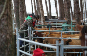 ep archivo   imagen de ganado