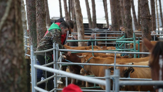 ep archivo imagen de ganado ep archivo imagen de ganado