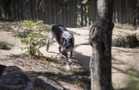 ep archivo   un lobo en el zoo aquarium de madrid a 12 de agosto de 2021 en madrid espana