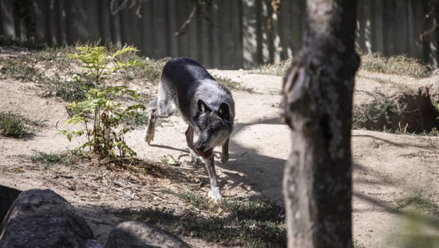 ep archivo   un lobo en el zoo aquarium de madrid a 12 de agosto de 2021 en madrid espana