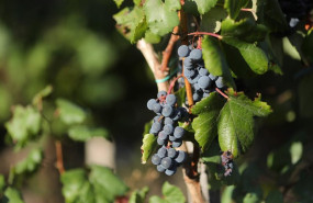 ep archivo   uvas en una vina durante la vendimia en trasmonte de salvadur en lugo galicia espana