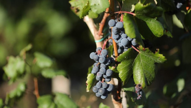 ep archivo   uvas en una vina durante la vendimia en trasmonte de salvadur en lugo galicia espana