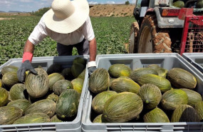 ep melones piel de sapo origen murcia