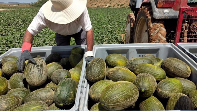 ep melones piel de sapo origen murcia ep melones piel de sapo origen murcia