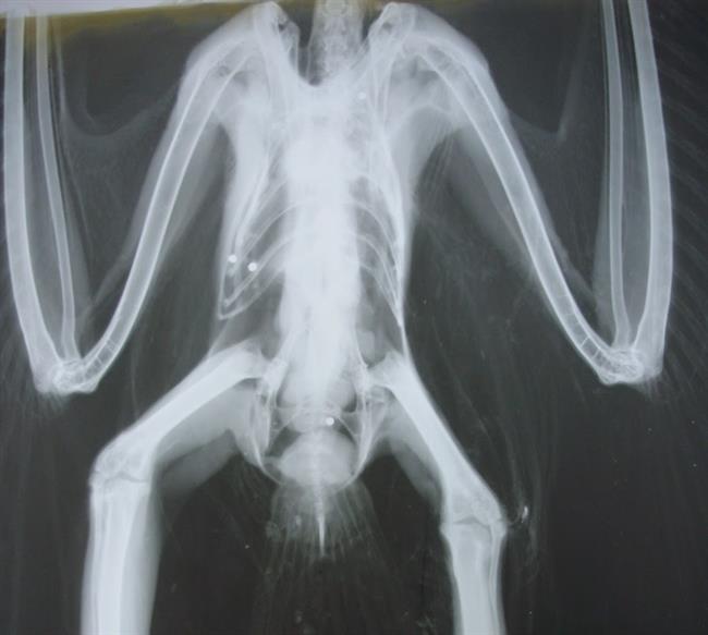 Radiografía de un ave con perdigones de plomo | SEO/BIRDLIFE ep radiografiaun aveperdigonesplomo