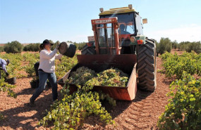 ep varias personas recogen uvas de una cosecha durante la temporada de vendimia de 2021