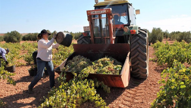 ep varias personas recogen uvas de una cosecha durante la temporada de vendimia de 2021