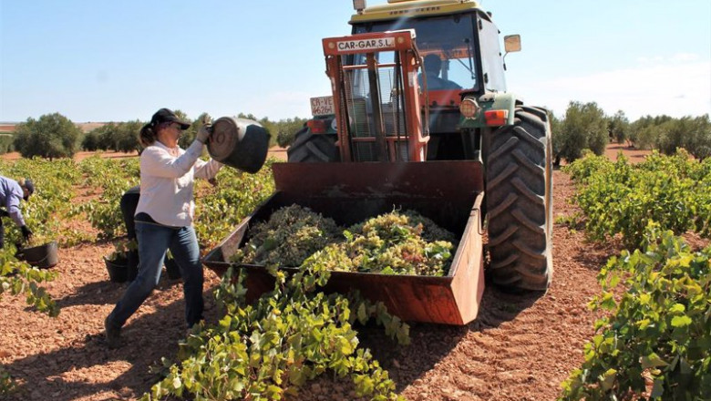 ep varias personas recogen uvas de una cosecha durante la temporada de vendimia de 2021