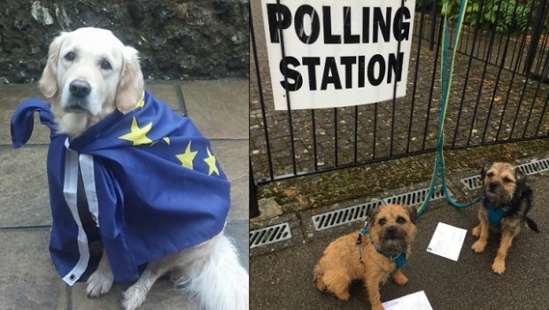 Brexit-Dogs
