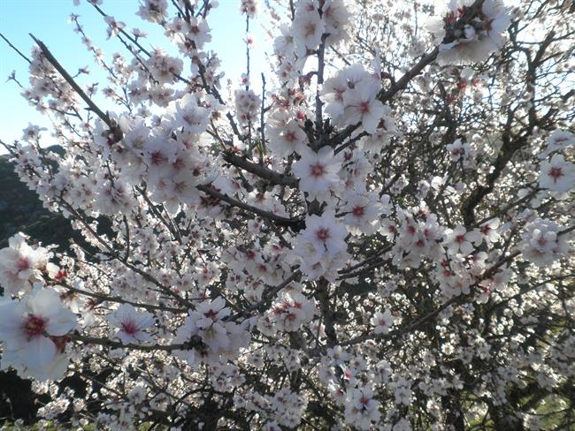 ep almendroflor