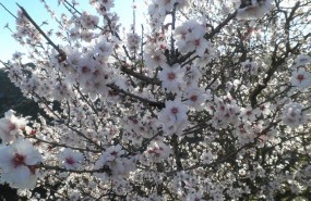 ep almendroflor