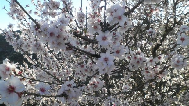 ep almendroflor