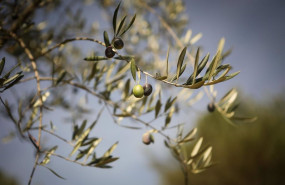 ep archivo   aceitunas en una rama de un olivo durante el comienzo de la temporada del aceite