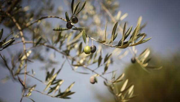 ep archivo aceitunas en una rama de un olivo durante el comienzo de la temporada del aceite ep archivo aceitunas en una rama de un olivo durante el comienzo de la temporada del aceite