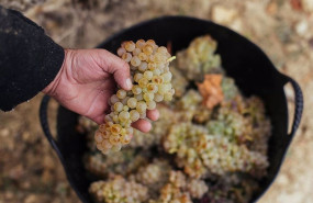 ep archivo   comienza la vendimia en rioja