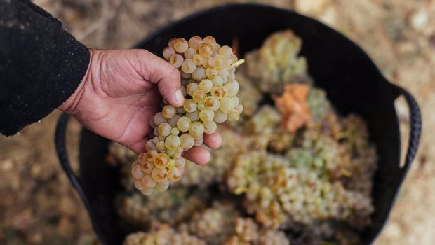 ep archivo   comienza la vendimia en rioja