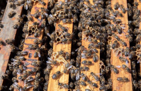 ep archivo detalle de un colmenar de la abeja viajera ep archivo detalle de un colmenar de la abeja viajera