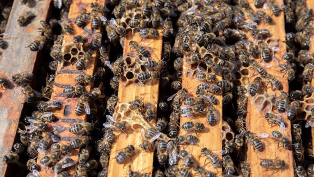 ep archivo   detalle de un colmenar de la abeja viajera