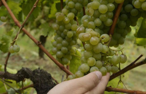 ep archivo   las uvas de un vinedo