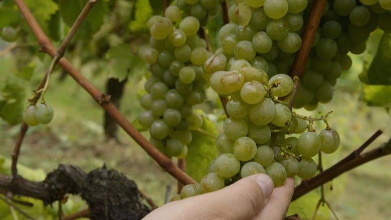ep archivo las uvas de un vinedo ep archivo las uvas de un vinedo
