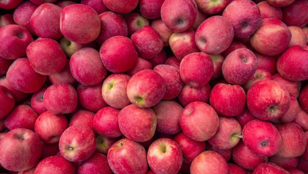 ep archivo   manzanas de pink lady 20231003172203
