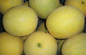ep archivo   melones