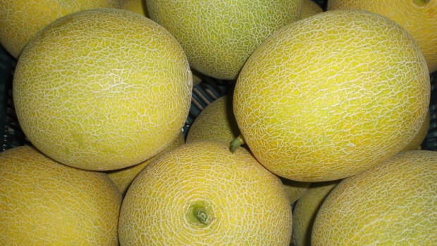ep archivo   melones