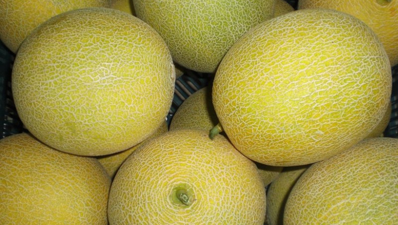 Archivo - Melones | ASAJA - Archivo ep archivo melones