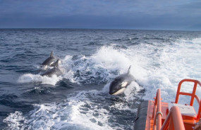 ep archivo   orcas