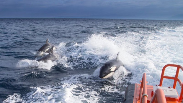 ep archivo   orcas
