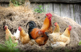 ep archivo   varias gallinas y un gallo