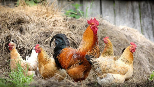 ep archivo   varias gallinas y un gallo