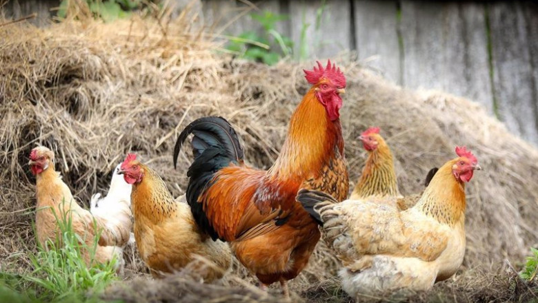 Archivo - Varias gallinas y un gallo | GOBIERNO DE ARAGÓN - Archivo ep archivo varias gallinas y un gallo