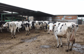 ep archivo   varias vacas lecheras de la raza bovina frisona en las instalaciones de la granja