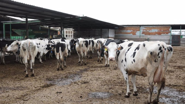 ep archivo   varias vacas lecheras de la raza bovina frisona en las instalaciones de la granja