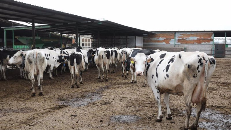 ep archivo varias vacas lecheras de la raza bovina frisona en las instalaciones de la granja ep archivo varias vacas lecheras de la raza bovina frisona en las instalaciones de la granja