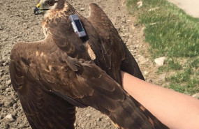 ep birdlife marcan a lince un aguilucho cenizo que informara de sus viajes migratorios con su