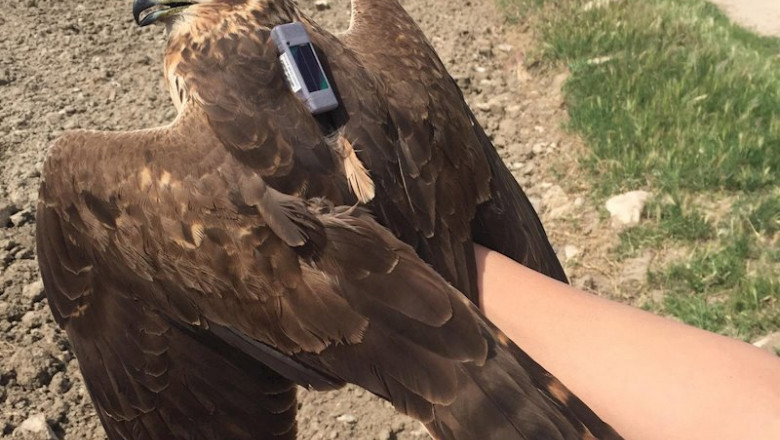 ep birdlife marcan a lince un aguilucho cenizo que informara de sus viajes migratorios con su