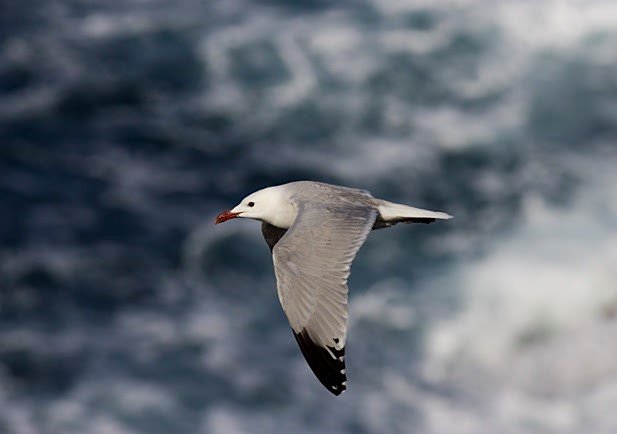 ep gaviota de audouin en el puerto de ceuta ep gaviota de audouin en el puerto de ceuta