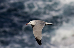 ep gaviota de audouin en el puerto de ceuta
