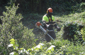 ep un trabajador realiza labores de tala y poda de las masas forestales que rodean la red de