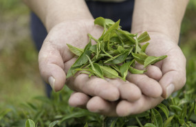 1634720304 plantbased 