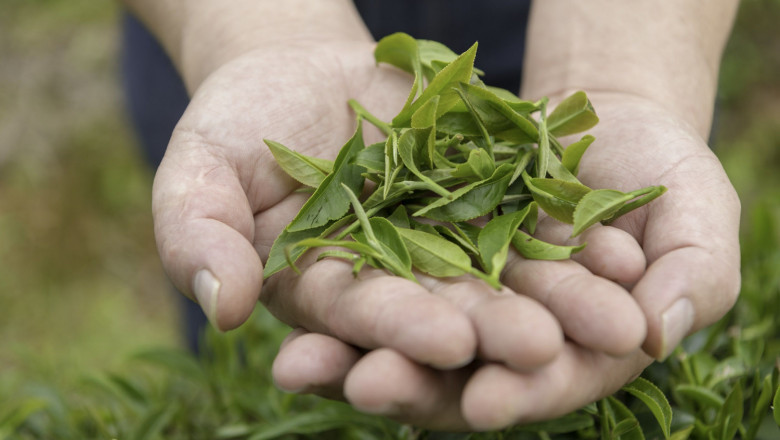 1634720304 plantbased 